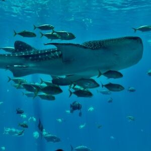 Aquarium Fish Tank Decor - Blue Whale Shark